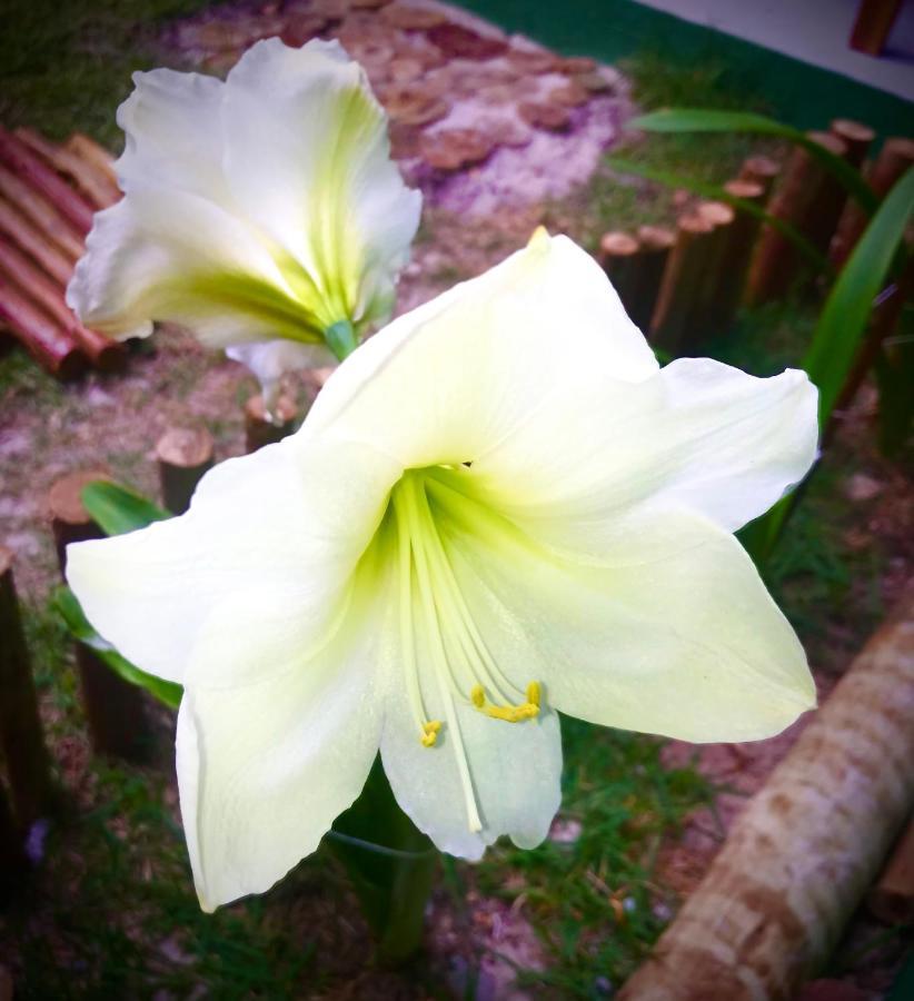 Pousada Tauane Caraíva المظهر الخارجي الصورة